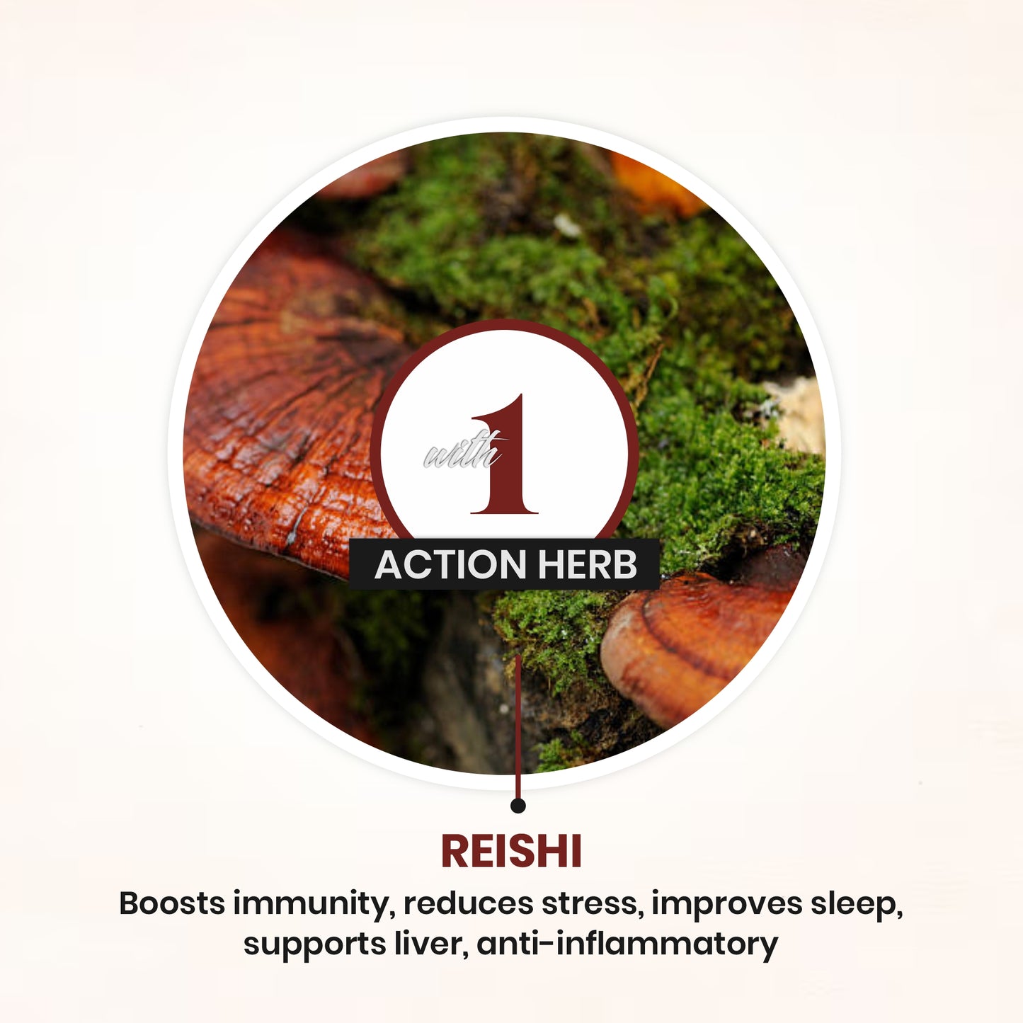 Reishi